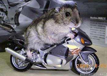Hayabusa 1300 pilotée par un hamster